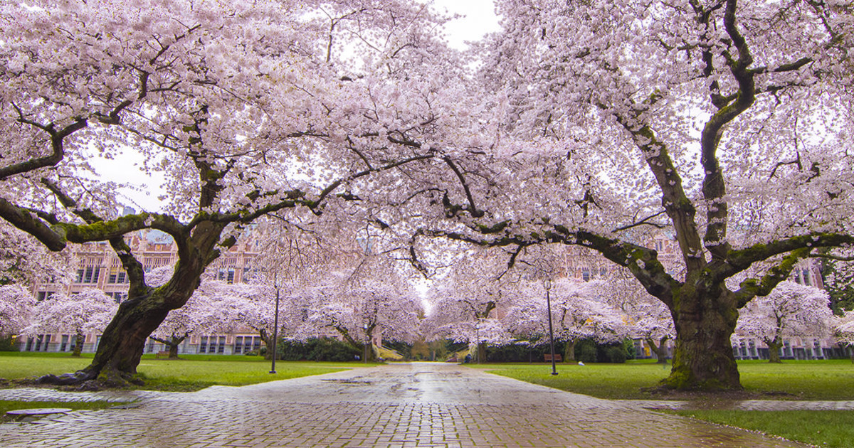 Image of a driveway in the spring time.
